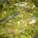 Cooksnap dari bundabilly untuk resep Ikan cue lapis cabe ijo