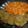 El cooksnap de Yamii Pereyra cuando hizo Milanesas de berenjenas napolitana.
