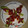 El cooksnap de basiliolmo cuando hizo Cogollos de lechuga con anchoas y pimientos de piquillo.