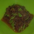 Cooksnap dari Vhynii Gheofanny untuk resep Udang pete sambal balado