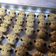 Cooksnap dari firdani antika untuk resep Fatty Sheep German Cookies (Cookies Lucu)