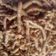 Meena Mathur का कुकस्नैप जब उन्होंने बेसन के नमकीन सेव (besan ke namkeen sev recipe in Hindi) बनाया था।
