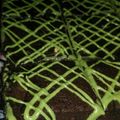 Cooksnap dari Paska Kristi untuk resep Brownis putih telur