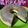 Cooksnap dari sriday untuk resep Puding regal
