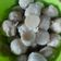 Cooksnap dari Ensync untuk resep Bakso Ayam Homemade