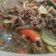 Cooksnap dari Marhadiyanto Dwi Dharmadi untuk resep Beef Slice Tumis Saus Tiram