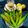 Sangita Kalra's cooksnap of when they made Instant Green Chilli Pickle / Gujarati Raita Marcha.