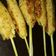 Cooksnap dari Mogumiku untuk resep Sate lilit ayam
