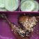 Cooksnap dari Sari Setiorini untuk resep Ayam BAKAR MADU