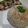 Cooksnap dari S R untuk resep Hainan Chicken Rice