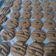 Cooksnap dari Ivonne Rosalyn untuk resep Cookies Coklat Teflon