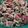 Misty Bass's cooksnap of when they made Italian Pasta Salad.