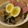 StephieCanCook's cooksnap of when they made Nitamago (Flavored Boiled Egg).