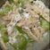 Cooksnap dari vivian untuk resep Sayur oyong tempe