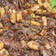 Cooksnap dari Eka Syahnaz untuk resep Dendeng Balado Basah Recook ci @Xander's Kitchen