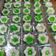 Cooksnap dari Dapoer Cemal Cemil Magetan untuk resep Kue Lapis Tepung Beras