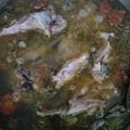 Cooksnap dari Haryo Manano untuk resep Sop ikan gabus