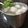 Cooksnap de Rafaela quando cozinhou Moscow Mule.