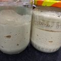 Agota Cooksnap-ja, amikor elkészítette a(z) Gluténmentes kovász receptet.