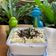 Cooksnap dari Lena untuk resep Setup Roti Tawar Keju Oreo