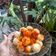 Cooksnap dari Anugrah_yaniputri untuk resep Cimol 🦖