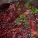 Cooksnap dari RatihAng untuk resep Bir Pletok