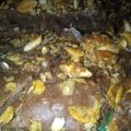 El cooksnap de Luci Capra cuando hizo Brownies proteicos de chocolate (sin huevo).