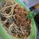 Falusi Henrietta Cooksnap-ja, amikor elkészítette a(z) Bolognai spagetti receptet.