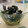 El cooksnap de Elena cuando hizo Mejillones al curry verde thai.