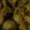Pinki3's cooksnap of when they made Amala ka achar.