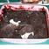 Cooksnap dari Pipit Fitroh untuk resep Es krim oreo penyejuk badan