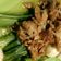 Cooksnap dari Dwi Ayu untuk resep Pokcoy siram bawang putih ala resto