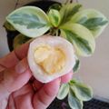Cooksnap dari AndiNaoMey untuk resep Isian Keju • bisa untuk Bakpao / Bakpia / Roti / Mochi