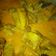 Cooksnap dari Whita untuk resep Gulai ayam endullllllll