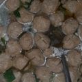Cooksnap dari Fina Hastin untuk resep Kuah bakso