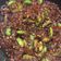 Cooksnap dari Santika Stevi untuk resep Sambel goreng pete