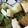 Hobby Horseman's cooksnap of when they made Slow roasted celeriac with Gorgonzola cream.