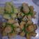 Cooksnap dari Saifudin Zuhri untuk resep 🌹 Bikang Mawar 🌹