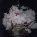Cooksnap dari Mutiara untuk resep Nasi Liwet Ricecooker