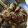 Cooksnap dari Hanny Haryanti untuk resep Kerang hijau saus tiram pedas ala ala7