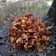 Cooksnap dari Nia d'Kitch untuk resep Goreng garem