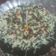 Cooksnap dari Siti Fatimah (si_fa) untuk resep Brownise Oreo