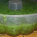 Cooksnap dari Nuni Nurendahsari untuk resep Puding lumut ala reni
