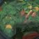 Cooksnap dari Sylvia untuk resep Sayur Bening Kelor Jagung Manis