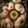 Moubani Das Biswas's cooksnap of when they made কুমড়ো ইডলি(kumro idli recipe in Bengali).
