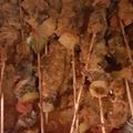 Glenys Johnson's cooksnap of when they made Roast Beef.
