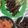 Cooksnap dari Familla Dwi Arifin untuk resep Sate Maranggi Sambal Tomat