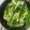 Shandré Candiotes's cooksnap of when they made Grilled bok choy.