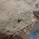El cooksnap de Victoria Hernandez cuando hizo Torta fácil de Coco sin gluten.