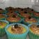 El cooksnap de Deissy Martinez cuando hizo Cupcakes de naranja con buttercream de chocolate y naranja caram.